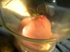 A spider swallows a schlong's juice.